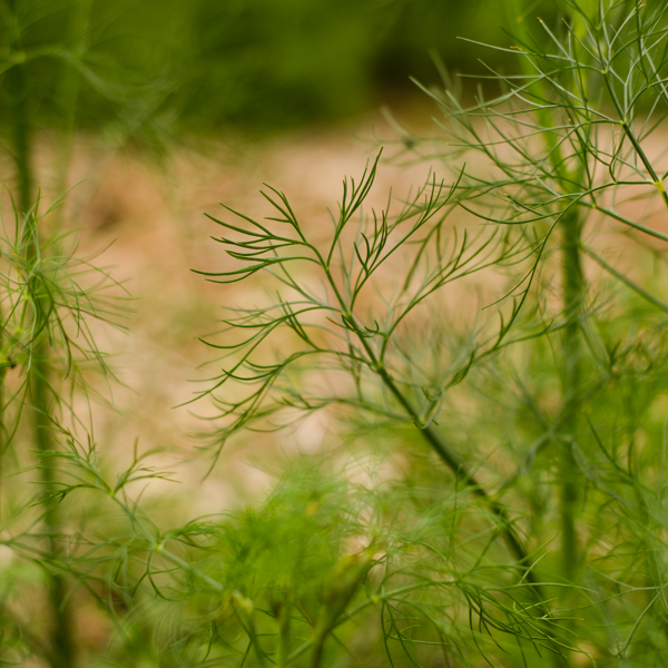 Aneth (Anethum graveolens) | Jardin des vie-la-joieNoix tigrée (souchet) (Cyperus esculentus) | Jardin des vie-la-joie | Artisan semencier