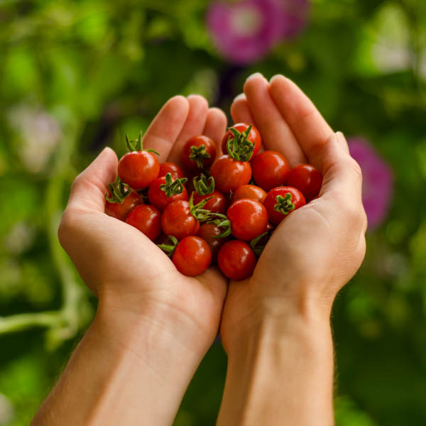 Tomate Petit moineau (Lycopersicon pimpinellifolium) | Jardin des vie-la-joie | Artisan semencier