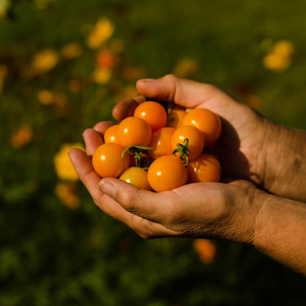 Tomate Soleil d'or (Lycopersicon esculentum) | Jardin des vie-la-joie | Artisan semencier
