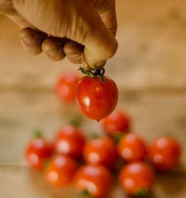Tomate Principe Borghese (Lycopersicon esculentum) | Jardin des vie-la-joie | Artisan semencier