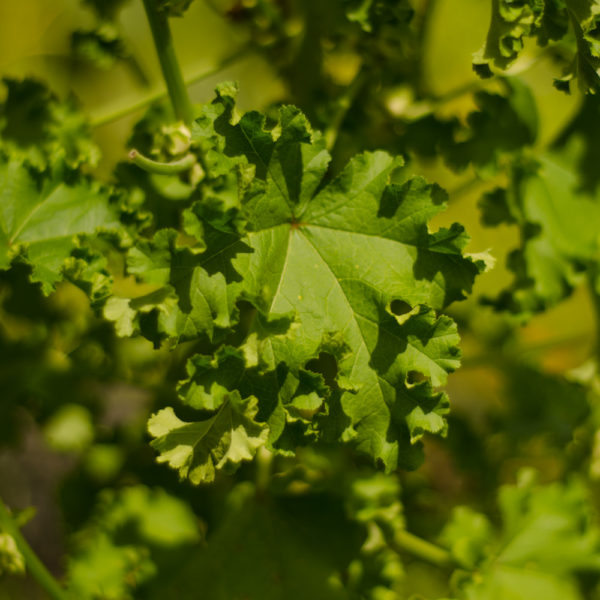 Mauve crépue (Malva verticillata) | Jardin des vie-la-joie | Artisan semencier