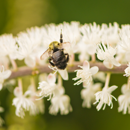 Actée à grappes (Actaea racemosa) | Jardin des vie-la-joie | Artisan semencier