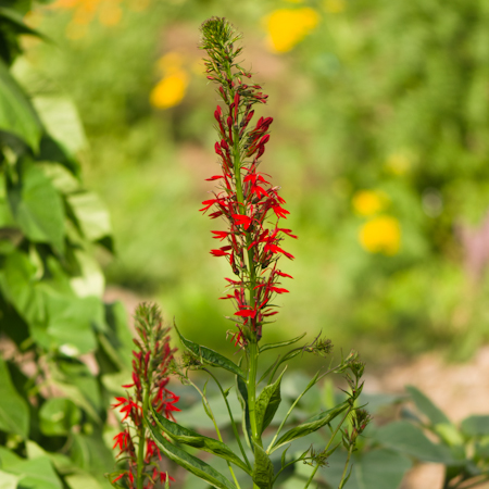 Lobélie cardinale (Lobelia cardinalis) | Jardin des vie-la-joie | Artisan semencier