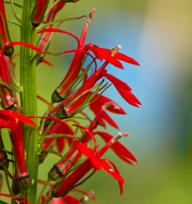 Lobélie cardinale (Lobelia cardinalis) | Jardin des vie-la-joie | Artisan semencier