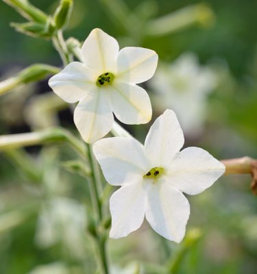 Tabac Aztèque (Nicotiana alata) | Jardin des vie-la-joie | Artisan semencier