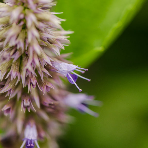Hysope à l'anis (Agastache foeniculum) | Jardin des vie-la-joie | Artisan semencier