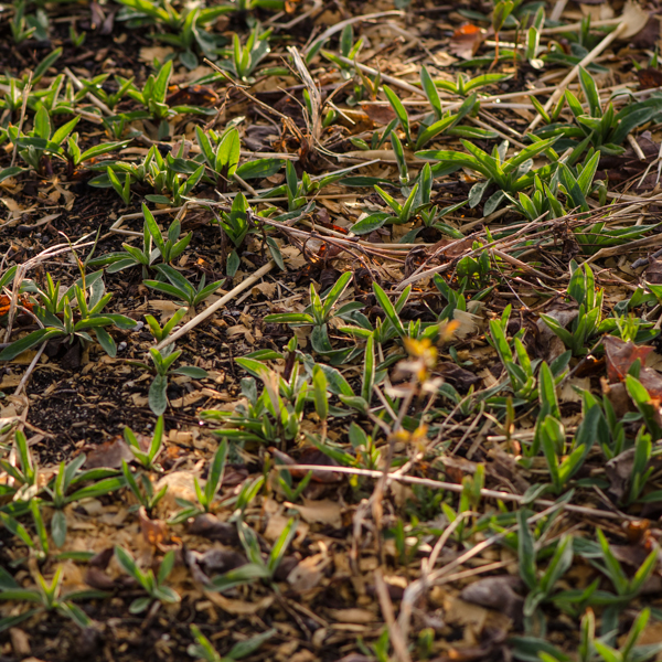 Arnica Chamisso (arnica chamissonis) Jardin des vie-la-joie | Artisan semencier