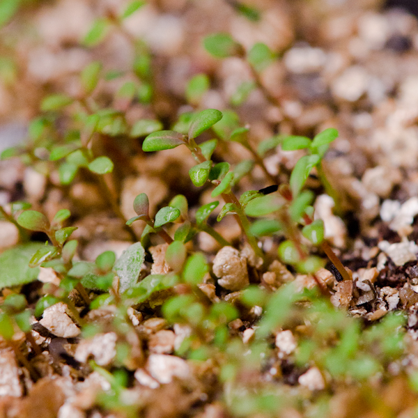 Millepertuis arbustif de kalm (Hypericum) | Jardin des vie-la-joie | Artisan semencier