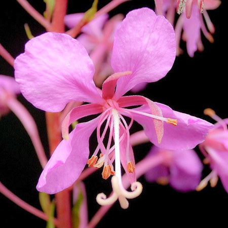 Épilobe à feuilles étroites (Epilobium augustifolium) | Jardin des vie-la-joie | Artisan semencier
