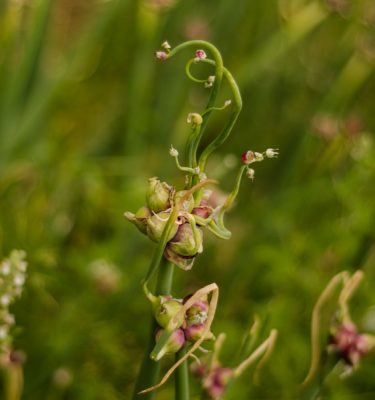 Oignon Catawissa égyptien (Allium x proliferum)| Jardin des vie-la-joie | Artisan semencier