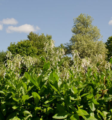 Tabac Géant (Nicotiana sylvestris) | Jardin des vie-la-joie | Artisan semencier