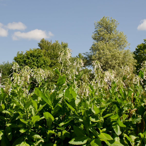 Tabac Géant (Nicotiana sylvestris) | Jardin des vie-la-joie | Artisan semencier