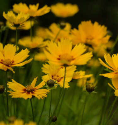 Coreopsis à grandes fleurs (Coreopsis grandiflora SunKIss)| Jardin des vie-la-joie | Artisan semencier