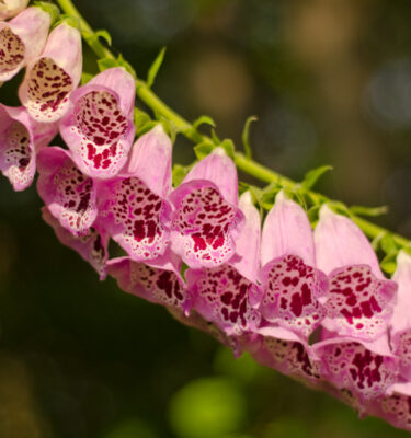 Digitale Pourpre (Digitalis purpurea) Pavot de Californie (Eschscholtzia californica) | Jardin des vie-la-joie | Artisan semencier