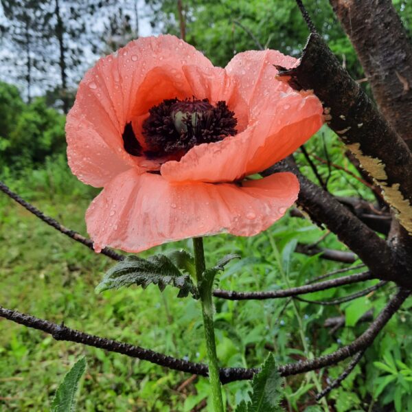 Pavot oriental rose (Papaver somniferum)| Jardin des vie-la-joie | Artisan semencier