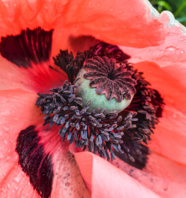 Pavot oriental rose (Papaver somniferum)| Jardin des vie-la-joie | Artisan semencier