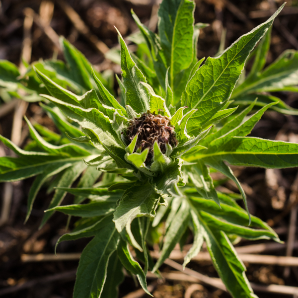 Leuzea (Rhaponticum carthamoides) | Le jardin des vie-la-joie | Artisan semencier du Québec