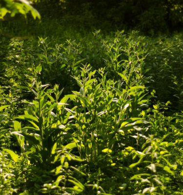 Consoude racine (Symphytum spp) | Jardin des vie-la-joie | Artisan semencier