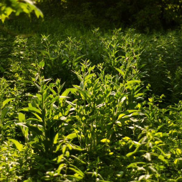 Consoude racine (Symphytum spp) | Jardin des vie-la-joie | Artisan semencier