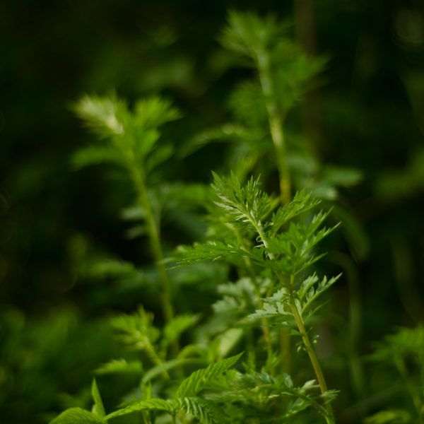 Armoise commune / citronelle (Artemisia vulgaris) | Le jardin des vie-la-joie | Artisan semencier du Québec