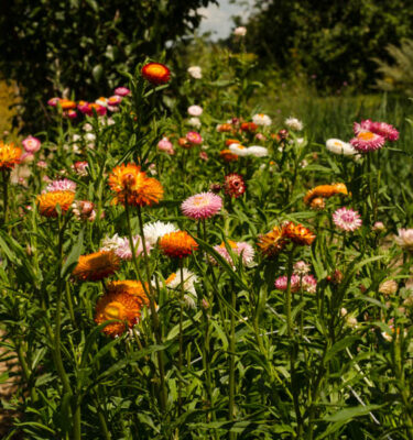 Immortelle à bractée (Helichrysum bracteatum) | Jardin des vie-la-joie | Artisan semencier