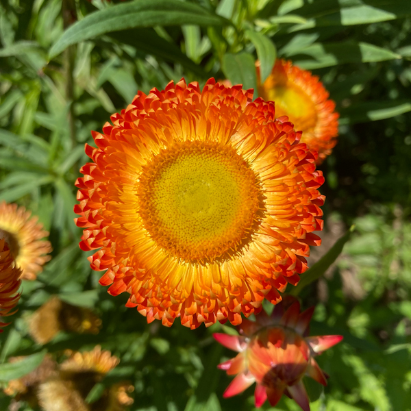 Immortelle à bractée (Helichrysum bracteatum) | Jardin des vie-la-joie | Artisan semencier