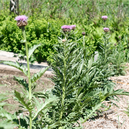 Leuzea (Rhaponticum carthamoides) | Le jardin des vie-la-joie | Artisan semencier du Québec
