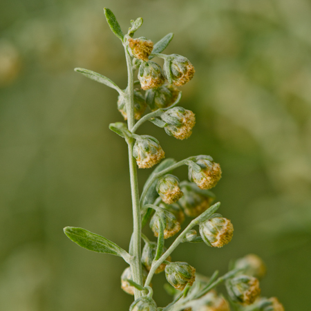 Absinthe (Artemisia absinthium) | Le jardin des vie-la-joie | Semencier artisanal