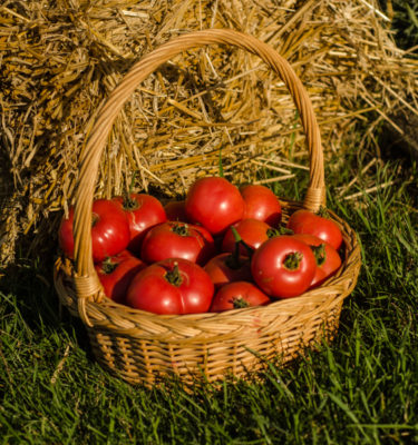 Tomate Canabec Super (Lycopersicon esculentum) | Le jardin des vie-la-joie| Artisan semencier du Québec