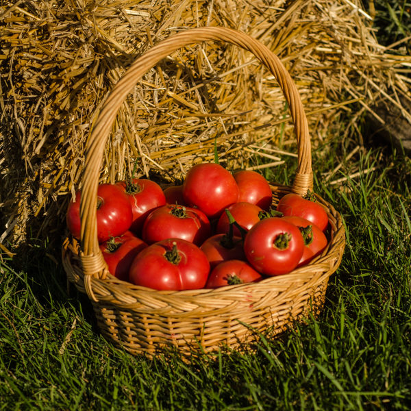Tomate Canabec Super (Lycopersicon esculentum) | Le jardin des vie-la-joie| Artisan semencier du Québec