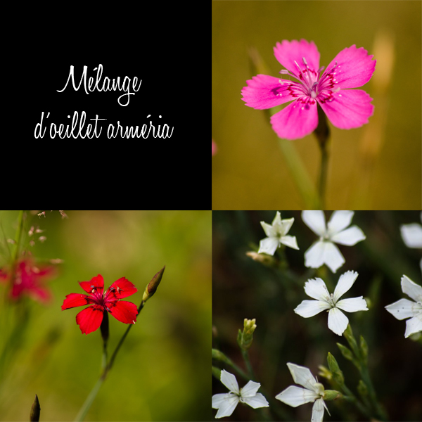 Oeillet arméria mix (Dianthus armeria) | Jardin des vie-la-joie | Artisan semencier