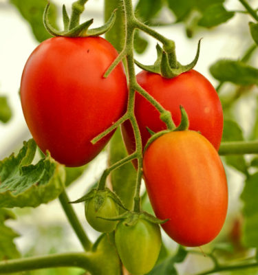 Tomate 'Amish Paste' (Lycopersicon esculentum) | Jardin des vie-la-joie | Artisan semencier