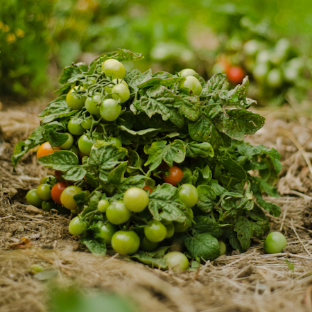 Tomate Minibel (Lycopersicon esculentum) | Le jardin des vie-la-joie| Artisan semencier du Québec