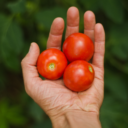 Tomate Polar Baby (Lycopersicon esculentum) | Le jardin des vie-la-joie| Artisan semencier du Québec