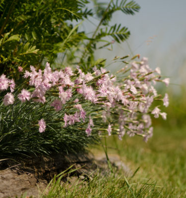 Oeillet mignardise (Dianthus plumaris sp) | Jardin des vie-la-joie | Artisan semencier