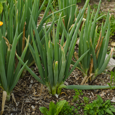 Oignon vivace (Allium fistulosum) | Jardin des vie-la-joie | Artisan semencier