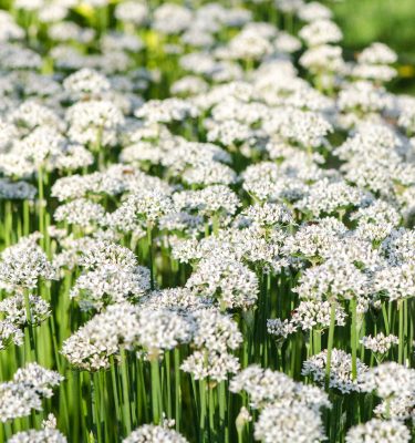 Ciboulette à l'ail (Allium tuberosum) | Jardin des vie-la-joie | Artisan semencier