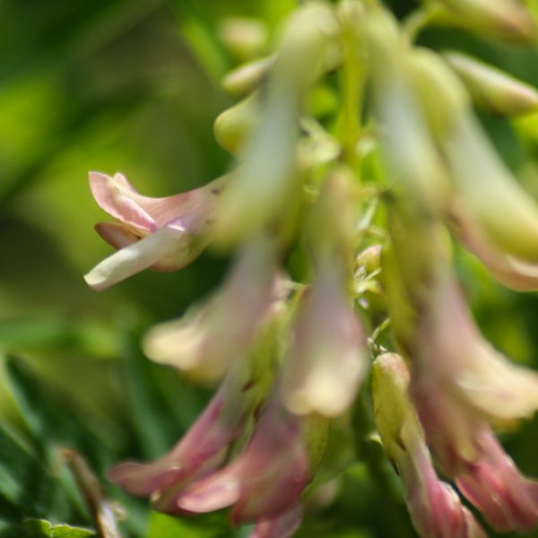 Semences d'astragale (Astragalus membranaceus) | Jardin des vie-la-joie | Artisan semencier
