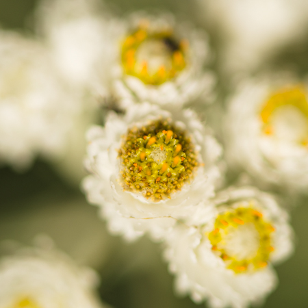 Immortelle blanche (Anaphalis margaritaceae) | Jardin des vie-la-joie | Artisan semencier