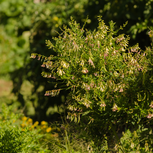 Semences d'astragale (Astragalus membranaceus) | Jardin des vie-la-joie | Artisan semencier
