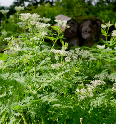 Cerfeuil anisé (Myrrhis odorata) ) | Le jardin des vie-la-joie| Artisan semencier du Québec