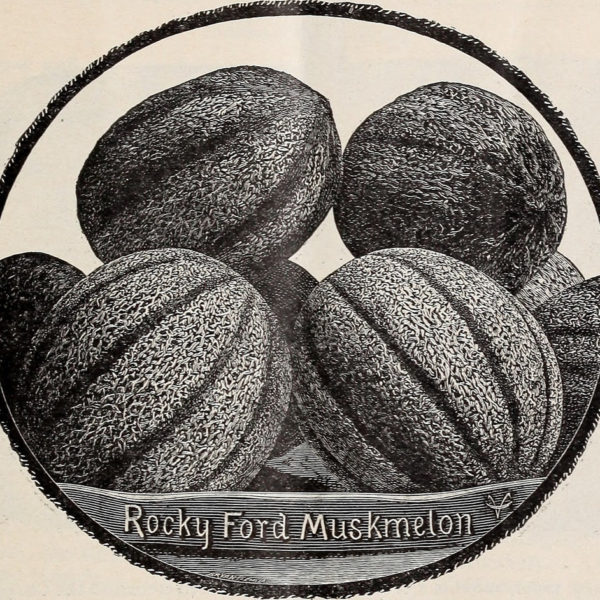 Melon Eden's Gem / Rocky Ford (Cucumis melo) | Jardin des vie-la-joie | Artisan semencier