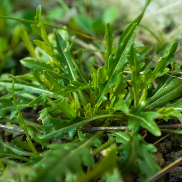 Roquette sauvage (Diplotaxis tenuifolia) | Jardin des vie-la-joie | Artisan semencier