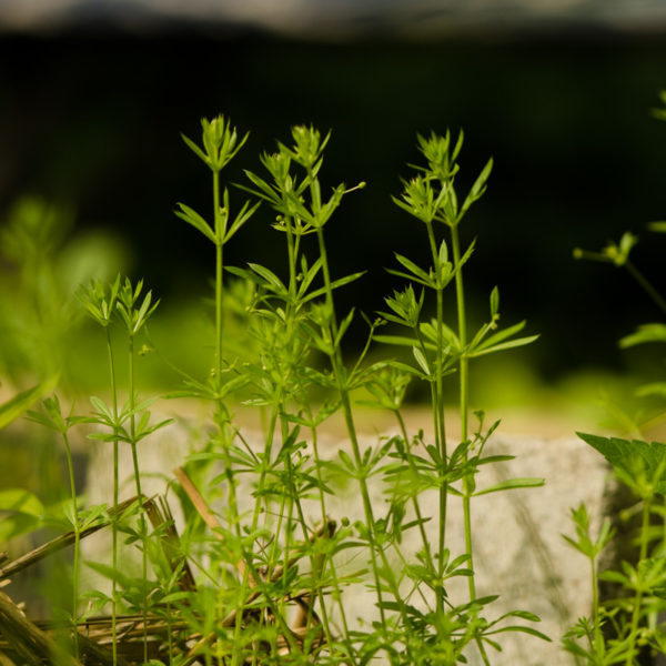 Gaillet gratteron (Galium aparine) | Jardin des vie-la-joie | Artisan semencier