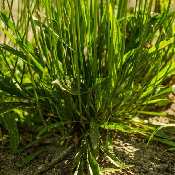 Plantain lancéolé (Plantago lanceolata) | Jardin des vie-la-joie | Artisan semencier du Québec