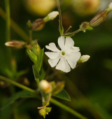 Compagnon blanc (Silene latifolia) | Jardin des vie-la-joie | Artisan semencier