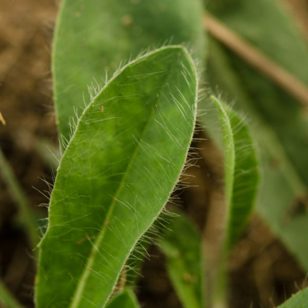 Épervière piloselle (Pilosella auratiaca) | Jardin des vie-la-joie | Artisan semencier