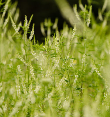 Mélilot blanc (Melilotus albus) | Jardin des vie-la-joie | Artisan semencier