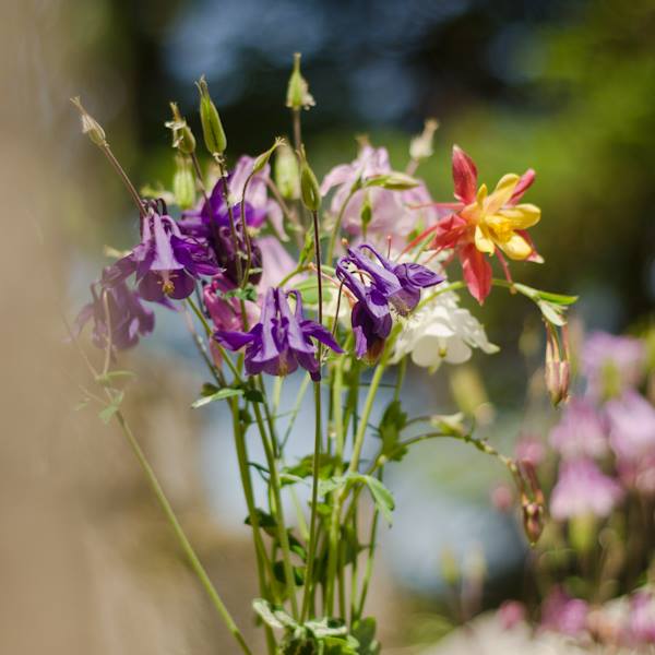 Ancolie des jardins Mix (Aquilegia coerulea ) | Jardin des vie-la-joie | Artisan semencier
