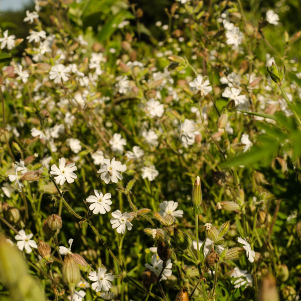 Compagnon blanc (Silene latifolia) | Jardin des vie-la-joie | Artisan semencier